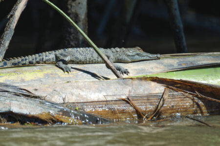 American crocodile hatchling on a dead banana plant in the Tarcoles River in Costa Rica
